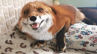 Excited Fox Noises  Fox Laughing and Squeaking