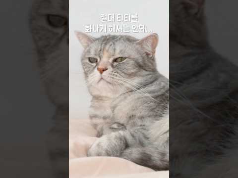 엄마 뺏겨서 질투 폭발한 고양이