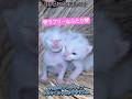 "episode15"「並んでハイポーズ」 #子猫 #子ネコ #kitten #ファーム生活 #保護猫 #猫のいる生活 #猫のいる暮らし #猫好きさんと繋がりたい #癒し #shorts