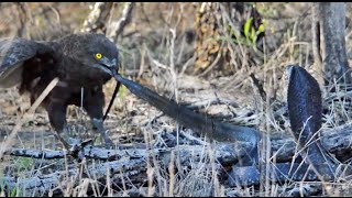 Cobra vs Brown Snake Eagle - Latest Wildlife Sightings
