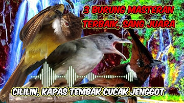 Burung masteran terbaik, cililin, kapas tembak, cucak jenggot,sang juara #masteranburung #cililin