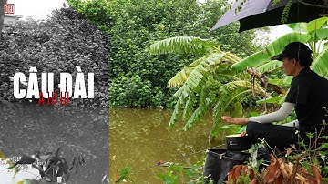 Câu Đài cá diếc - Tiền Hải