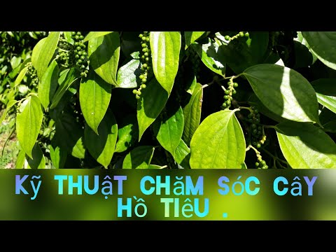 Hướng dẫn kỹ thuật,chăm sóc cây hồ tiêu.