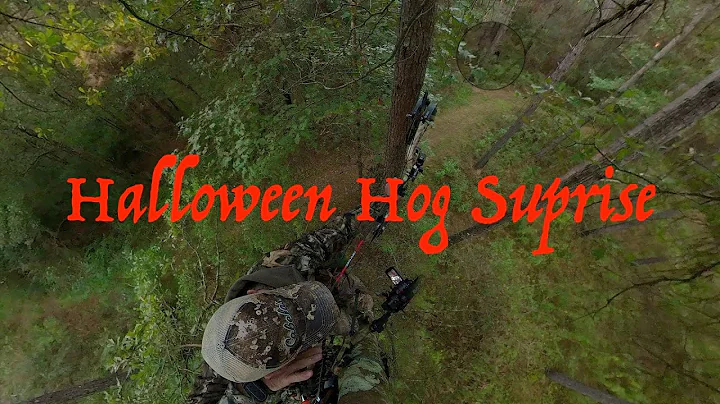 Mississippi Hog Hunting self filmed