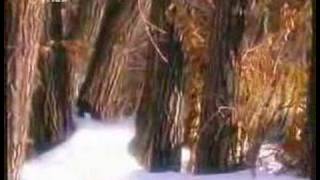 Tigers- the most powerful and biggest pure predators of all by tigerprides 47,703 views 16 years ago 4 minutes, 7 seconds