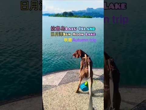 日月潭環湖#免費景點#寵物友善#travel#shorts#taiwan