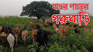 বিশ্বম্ভপুরের গরুবাড়ি আমার জীবনে পাওয়া নতুন অভিজ্ঞতা | Info Hunter