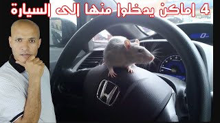 أسباب دخول الفئران او العرسة الى السيارة وطرق منعها