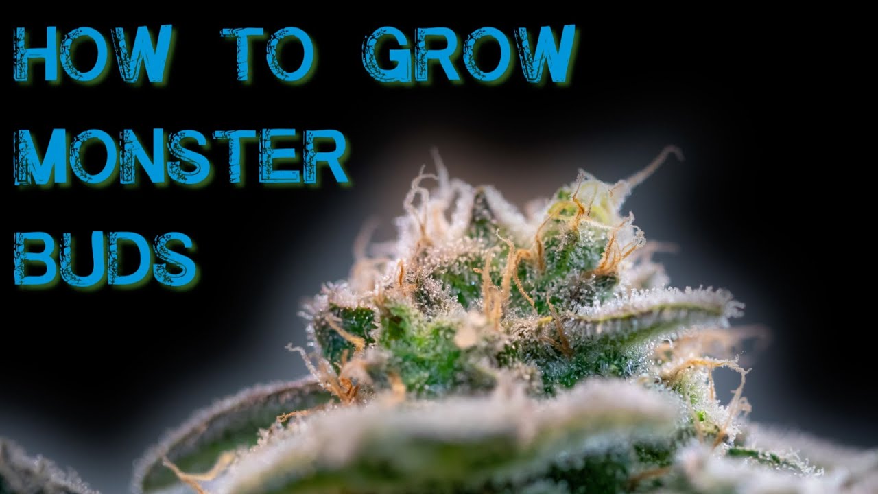 Growing Huge Cannabis Plants: Secrets Revealed | Fat Earth Comedy