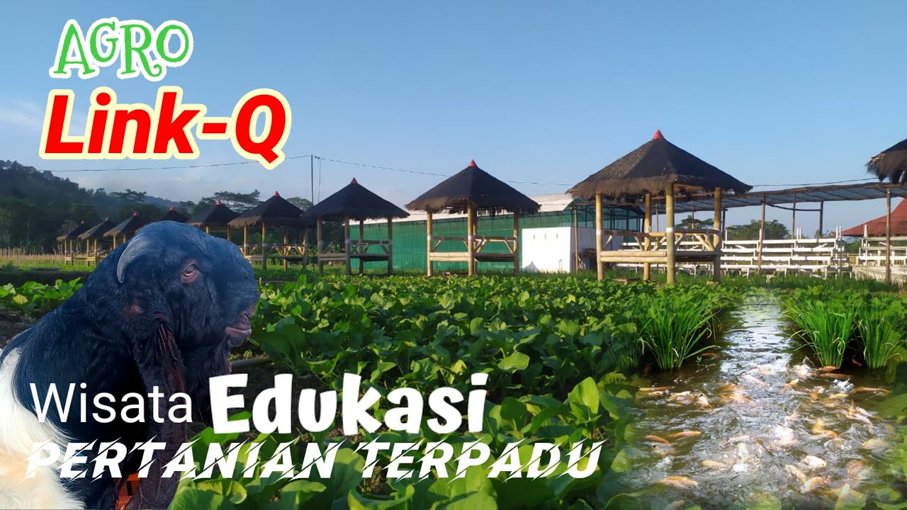 Wisata Edukasi Agro Linkq Desa Wisata Pertanian Terpadu yang lagi