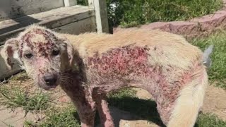 Mange-ridden Houston-area dog makes miraculous recovery