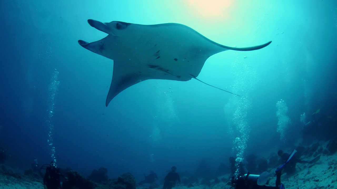 manta trip