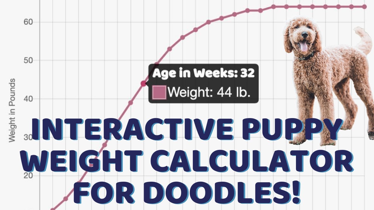 Puppy Growth Chart for Doodles and Interactive Calculator!