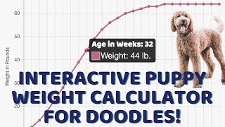 Interactive Puppy Weight Calculator for Doodles! Demo & Quick Adult Weight Formulas by Doodle Doods 9,020 views 3 years ago 6 minutes, 38 seconds