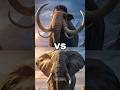 Mammoth Vs Elephant Who Is Stronger Animals Mammoth Elephant 