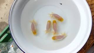 DSCF1591