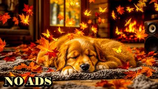 Peaceful Dog Sleepの配信のサムネイル画像