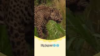 Transformation of cute jaguar cub to big jaguar #jaguar #jaguarcub #babyjaguar