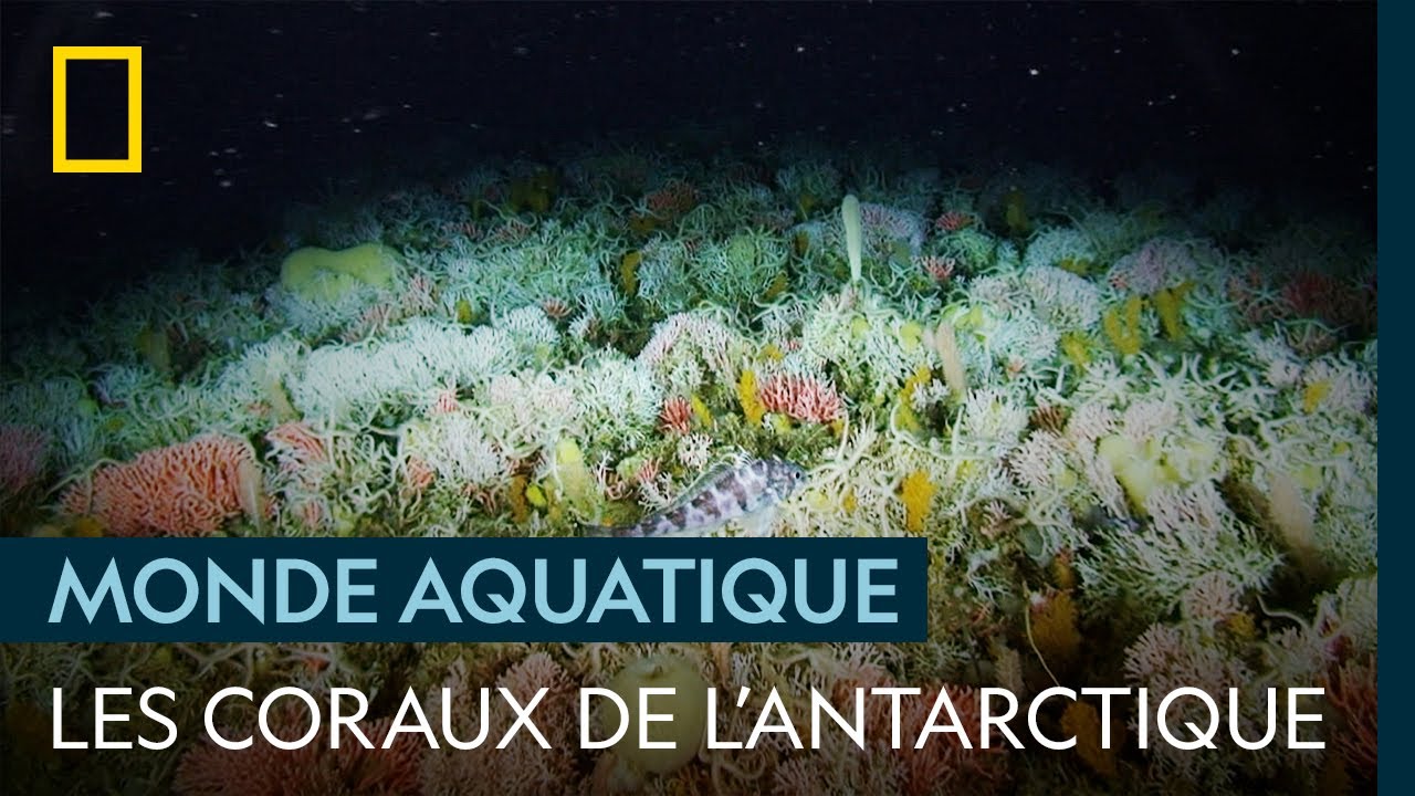 Les surprises du fond de l'océan en Antarctique