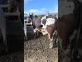 FEIRA DO GADO DE CAMPINA GRANDE-PB #shorts