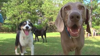 No, bug spray with DEET is not safe for your dog