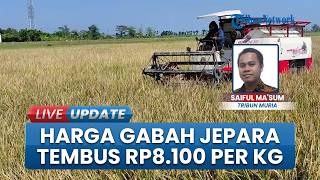 Harga Gabah Kering di Jepara Tembus Rp 8.100 Per Kilogram, Petani Ngaku Belum Rasakan Untung
