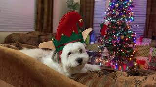 Holidaze Of Christmas Noncopyright Christmas Song