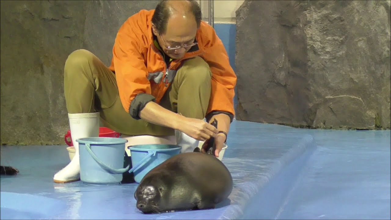 何回落ちても大好きな飼育員さんがいるのでがんばるニコくん@鳥羽