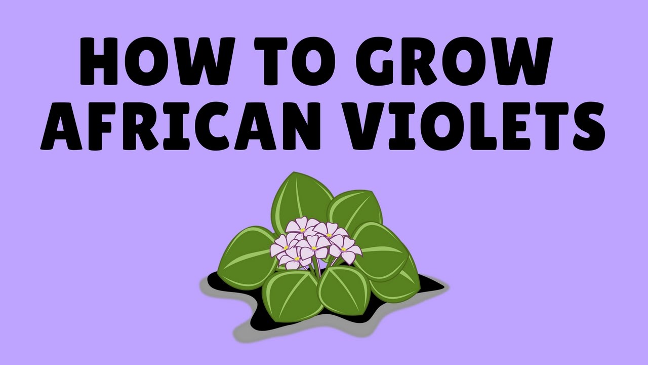 How to Grow African Violets From Cuttings - YouTube