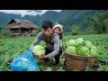 Single Dad Harvests Cabbage and Fresh Vegetables to Survive with His Son – Off Grid Living