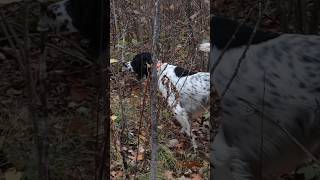 Full hunt on our channel! #grousehunting #woodcockhunting #pointingdog #englishsetter  #uplandhunt