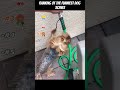 Various interesting rankings#dog #funnydog #funny #fyp#shorts