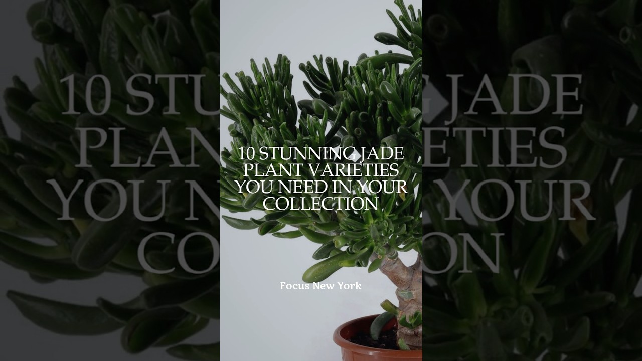 10 потрясающих сортов жадеита, которые вам нужны в вашей коллекции от Focus New York