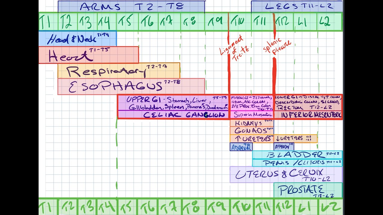 Visceral Somatic Chart