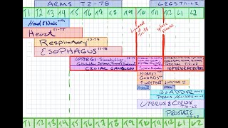 Viscerosomatic Reflexes Chart & Autonomics + Practice Questions || OMM | COMLEX | OSTEOPATH 1080HD