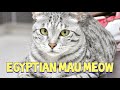 Lovely Egyptian Mau Cat Meow : Ägyptische Mau の動画、YouTube動画。