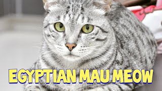 Lovely Egyptian Mau Cat Meowing Compilation : BB's Sweet Voice Ägyptische Mau