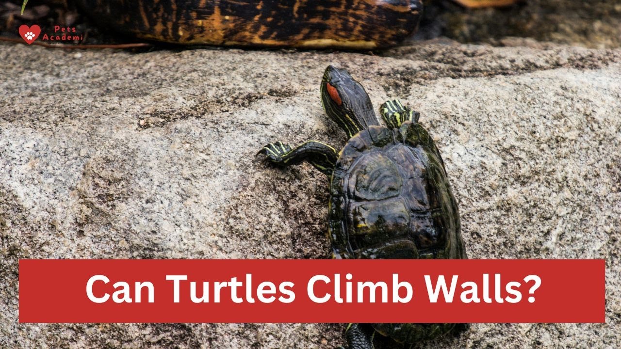 Can Turtles Climb Walls? YouTube