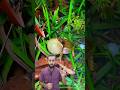لن تصدق سر صوت النقيق القوي للضفادع Wonders Nature Mystery Wild Animals Oddities Shorts لن تصدق سر صوت النقيق القوي للضفادع Wonders Nature Mystery Wild Animals Oddities Shorts