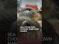 Sea otter pups choose their own names at Cincinnati Zoo