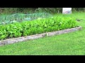Raised Bed Veggies, Ireland Raised Bed Veggies, Ireland