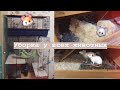 ГЕНЕРАЛЬНАЯ УБОРКА У ВСЕХ ЖИВОТНЫХ / Уборка у крыс, свинки, хомяка