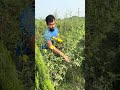yellow flowers are blooming
