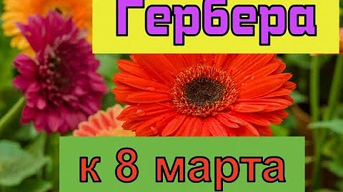 Гербера, выращивание к 8 марта