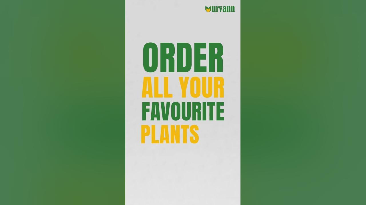 buy-plants-online-on-urvann-india-s-best-plants-store-free-next-day