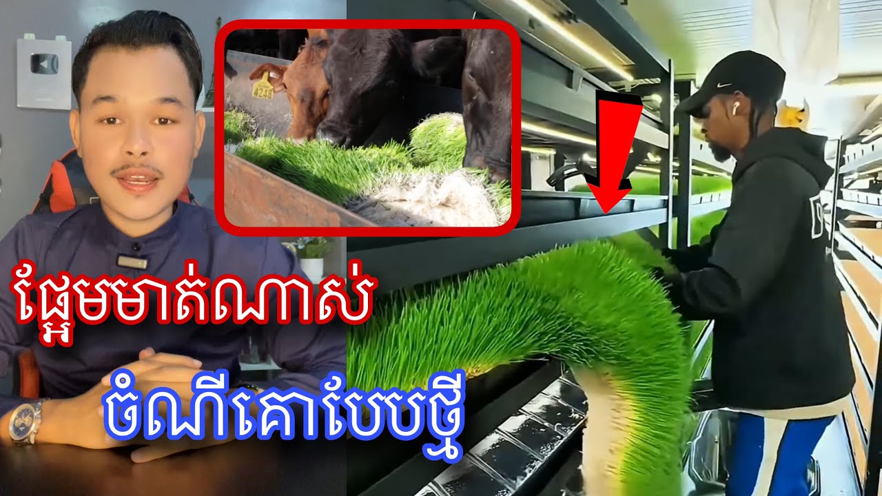 បច្ចេកទេសចិញ្ចឺមគោនៅអាមេរិកសាហាវណាស់ l Mr.Veasna2