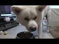 【秋田犬ゆうき】ゆっくり食事をしていたら誰か来たのでめっちゃスピードアップし食べきって出迎える【akita dog】