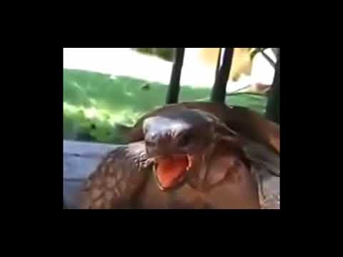 Así gimen las tortugas XD