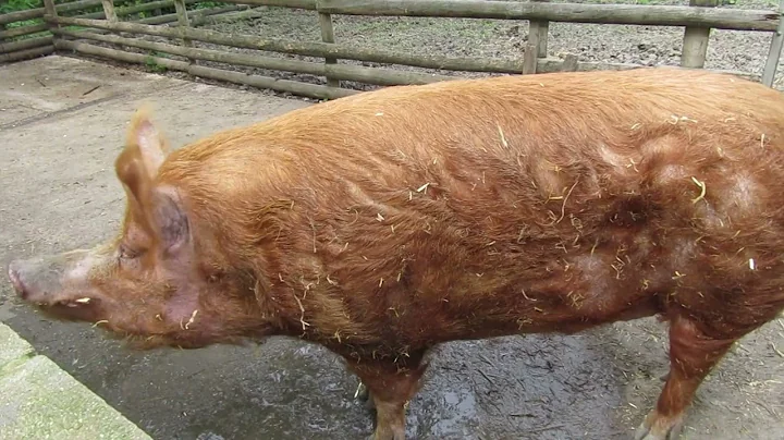 10 Amazing Facts About Pigs! 🐷 | Fun & Surprising!