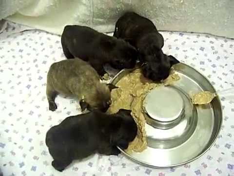 French Bulldog Puppies eating - www.allstarfrenc...